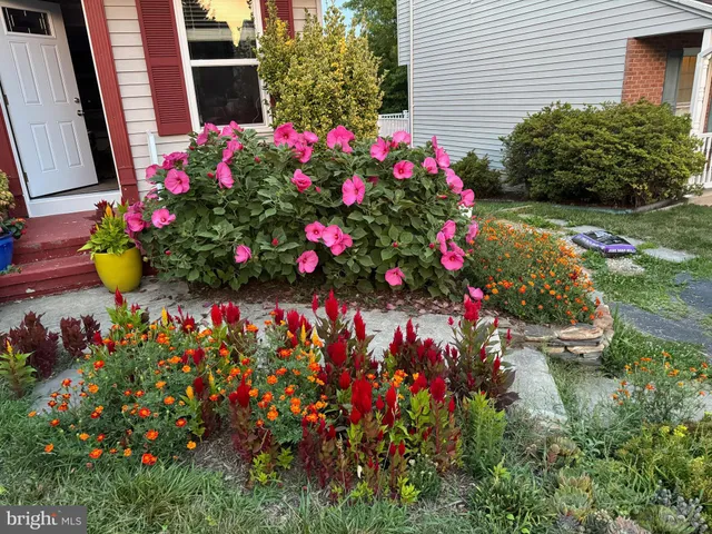 a view of a flower in a garden of flower