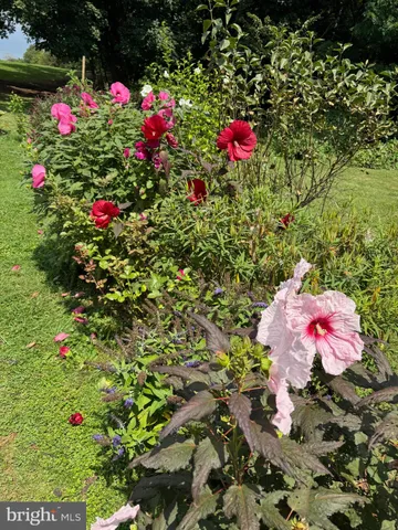 a view of a flower arrangement in backyard