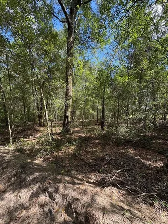 a big yard with lots of green space
