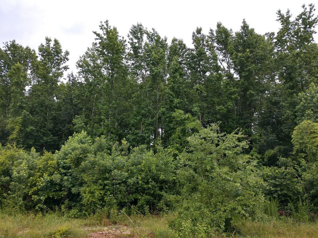 Lot 12 Twiddler Road Aiken, SC 29801 - Photo 1 of 1 Main View