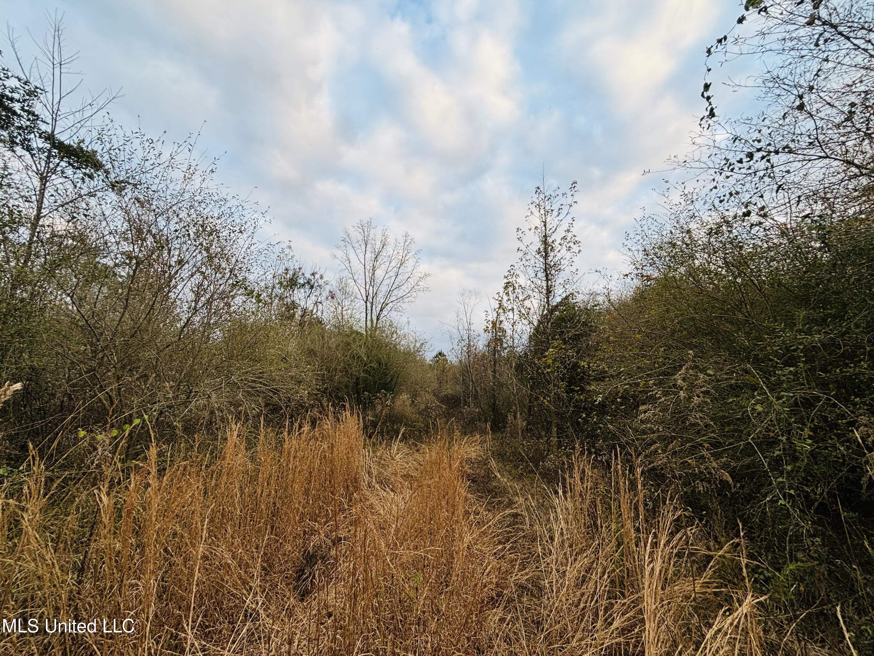 Roger Reid Road Conehatta, MS 39057 - Photo 11 of 18 IMG_3696
