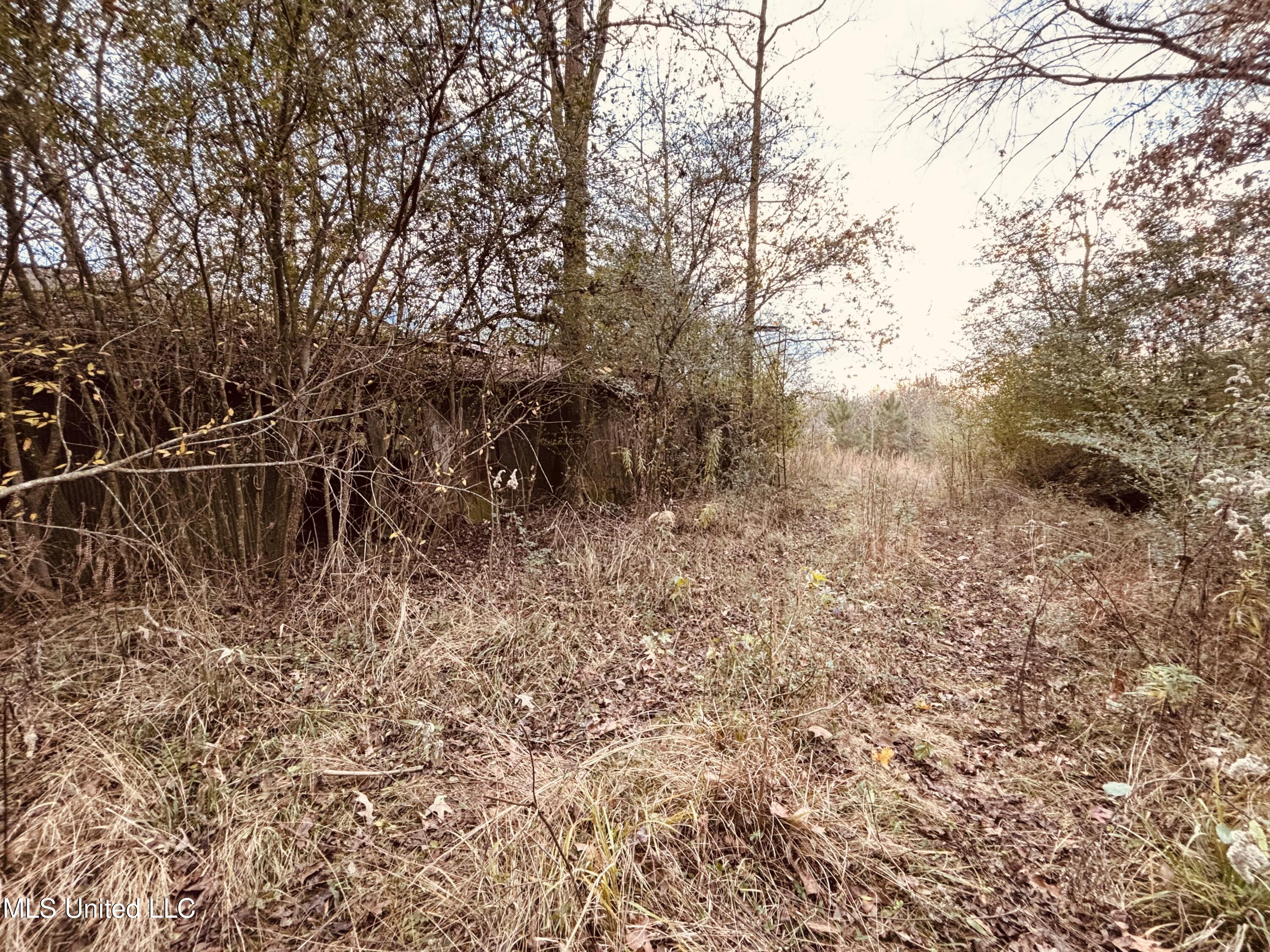 Roger Reid Road Conehatta, MS 39057 - Photo 3 of 12 IMG_3692