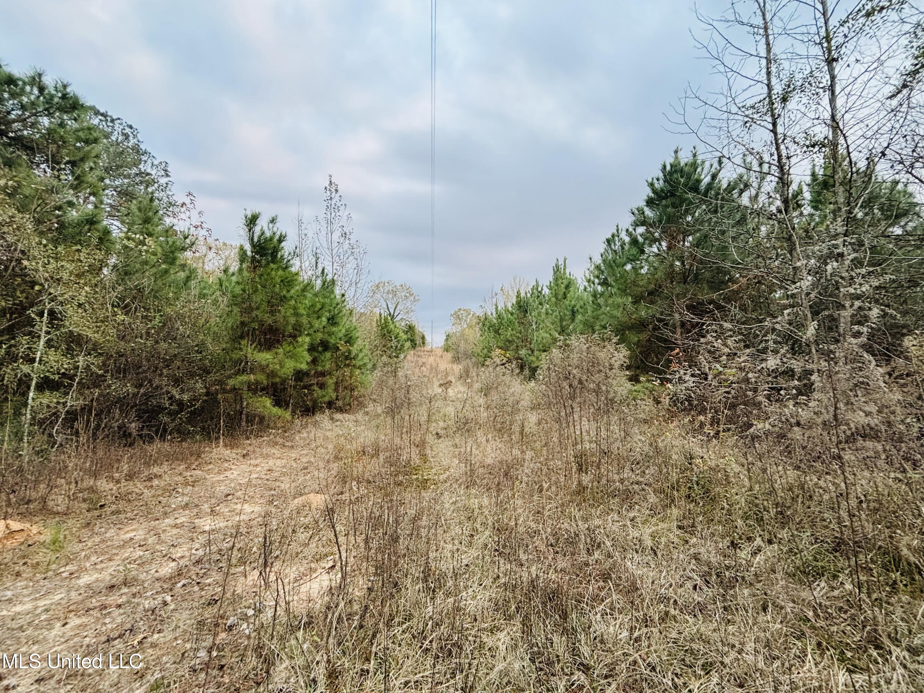 Roger Reid Road Conehatta, MS 39057 - Photo 10 of 18 IMG_3689