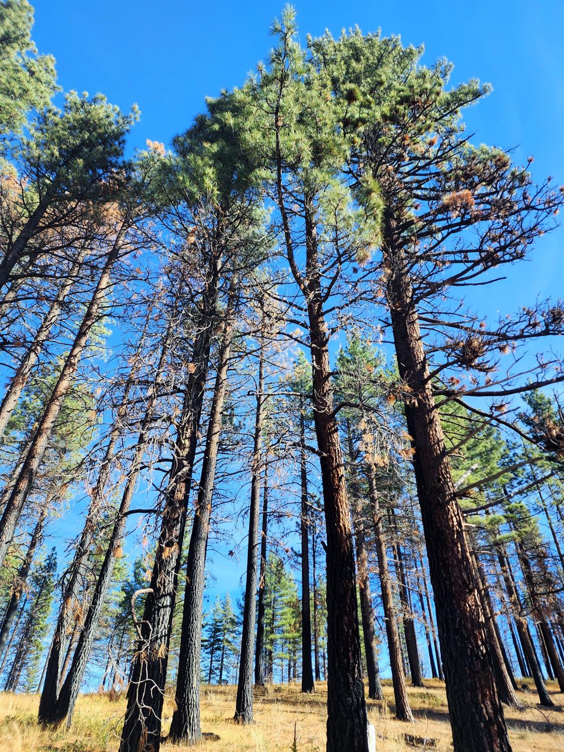 a city view with tall trees