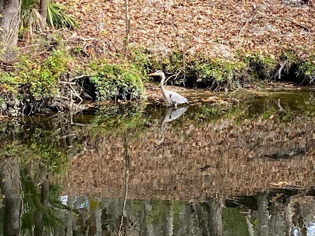 8312 Revels Road Riverview, FL 33569 - Photo 11 of 12