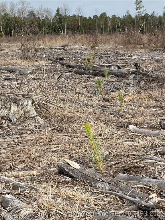 7399 Burney Road White Oak, NC 28399 - Photo 4 of 13 a view of a dry yard with trees and bushes