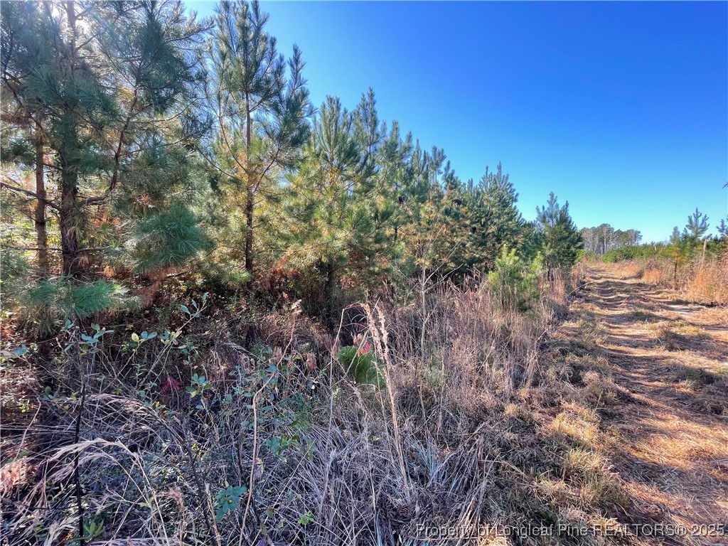 7399 Burney Road White Oak, NC 28399 - Photo 5 of 13 a view of a forest with a tree