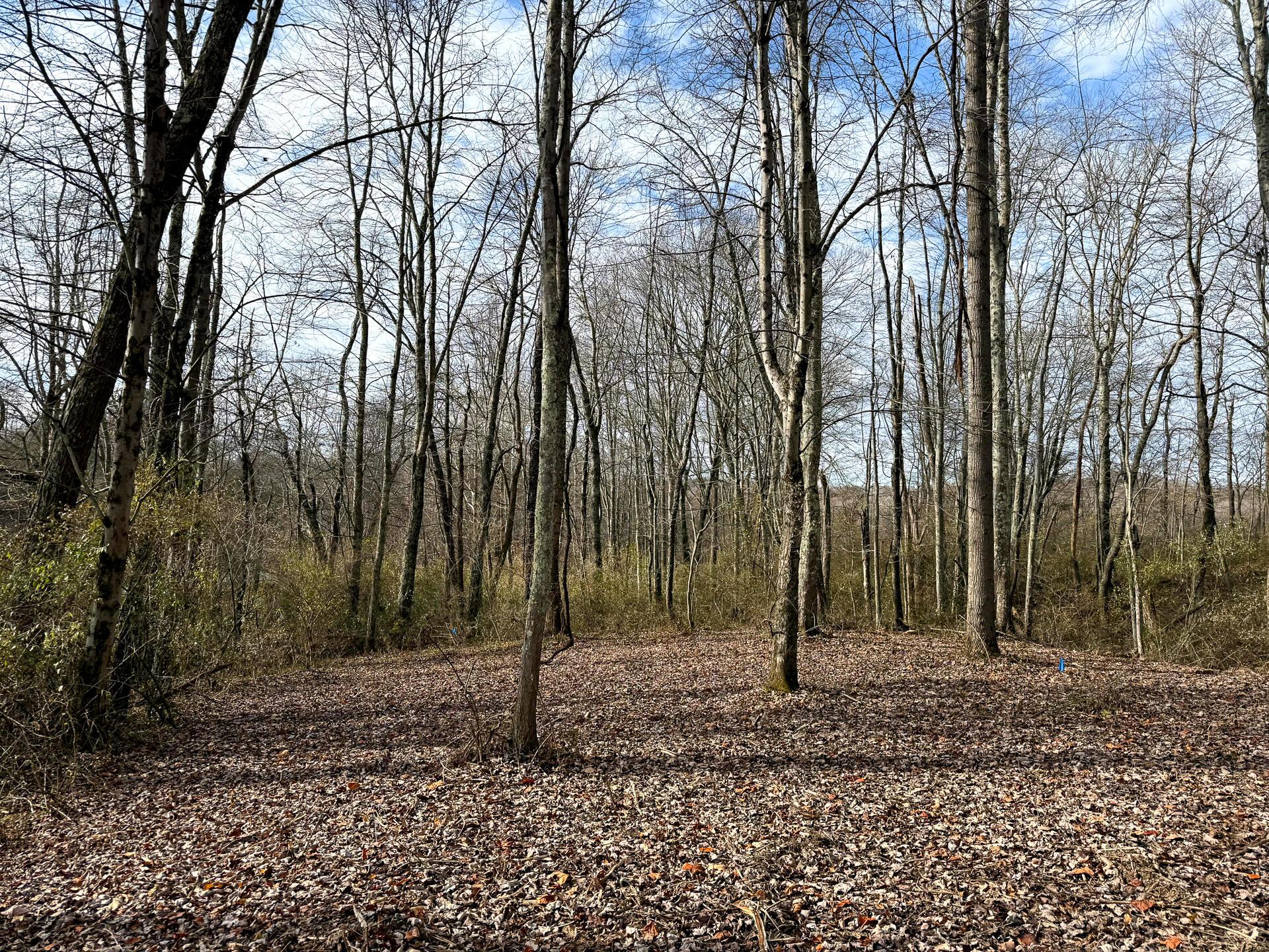 0 Dutch Ridge Road Southeast, Unit WOODS TURKEY RUN TRACT 1) New Lexington, OH 43764 - Photo 8 of 43 CT-8