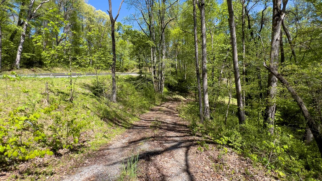 981 Myers Chapel Road Hayesville, NC 28904 - Photo 25 of 44 a view of a yard with plants and large trees