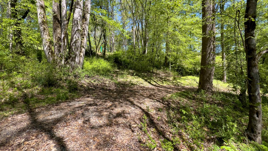 981 Myers Chapel Road Hayesville, NC 28904 - Photo 26 of 44 a big yard with lots of green space and house in the back