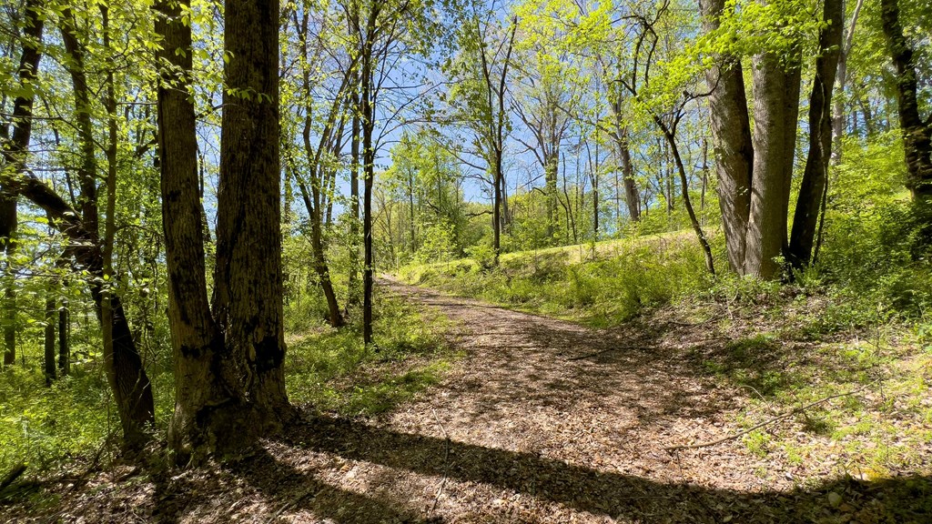 981 Myers Chapel Road Hayesville, NC 28904 - Photo 27 of 44 a view of backyard