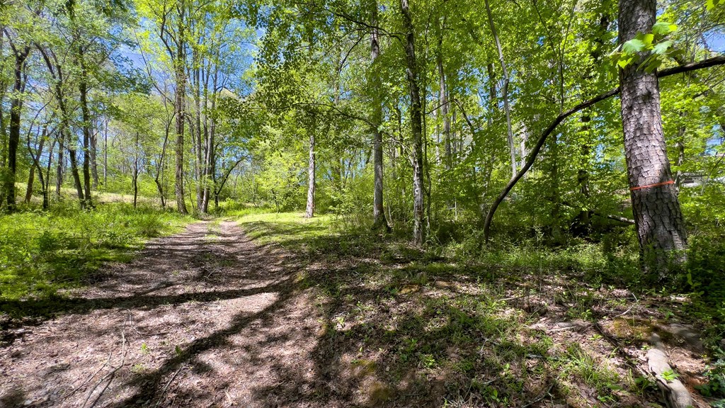 981 Myers Chapel Road Hayesville, NC 28904 - Photo 29 of 44 a big yard with lots of green space and trees