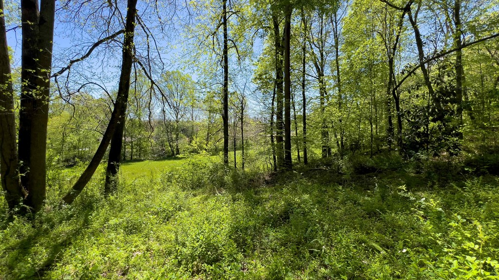 981 Myers Chapel Road Hayesville, NC 28904 - Photo 30 of 44 a view of yard