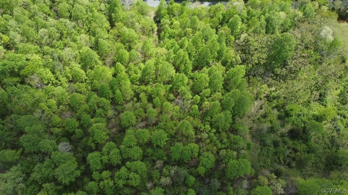 Tbd Buckingham Springs Road Dillwyn, VA 23936 - Photo 3 of 9 a view of a lush green forest