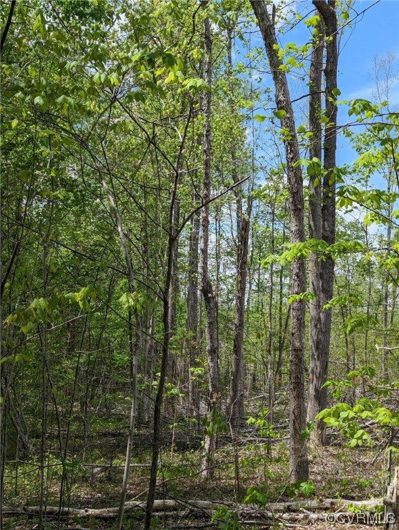 Tbd Buckingham Springs Road Dillwyn, VA 23936 - Photo 7 of 9 a view of forest
