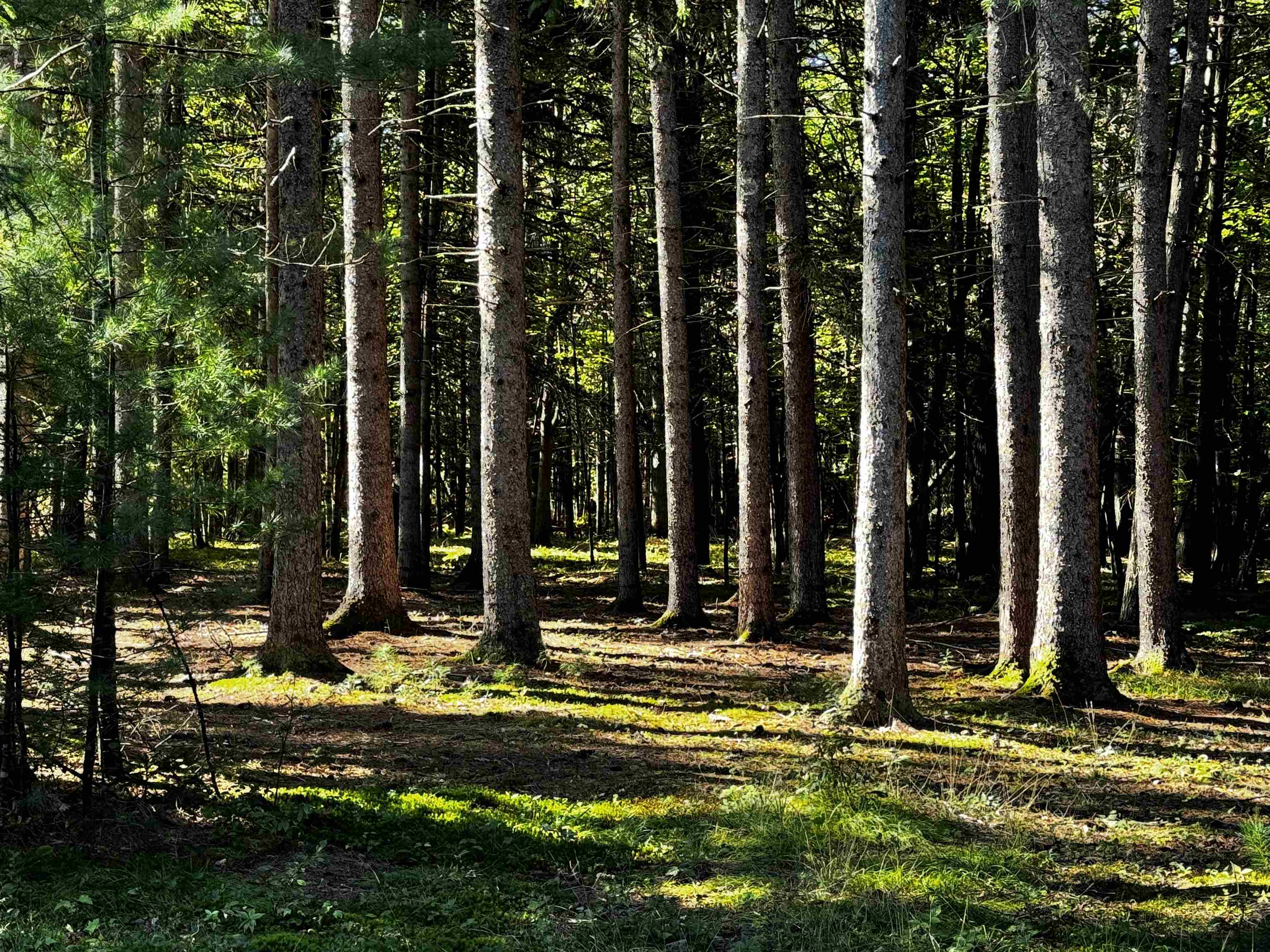 45 Old Bay Road New Durham, NH 03855 - Photo 52 of 59