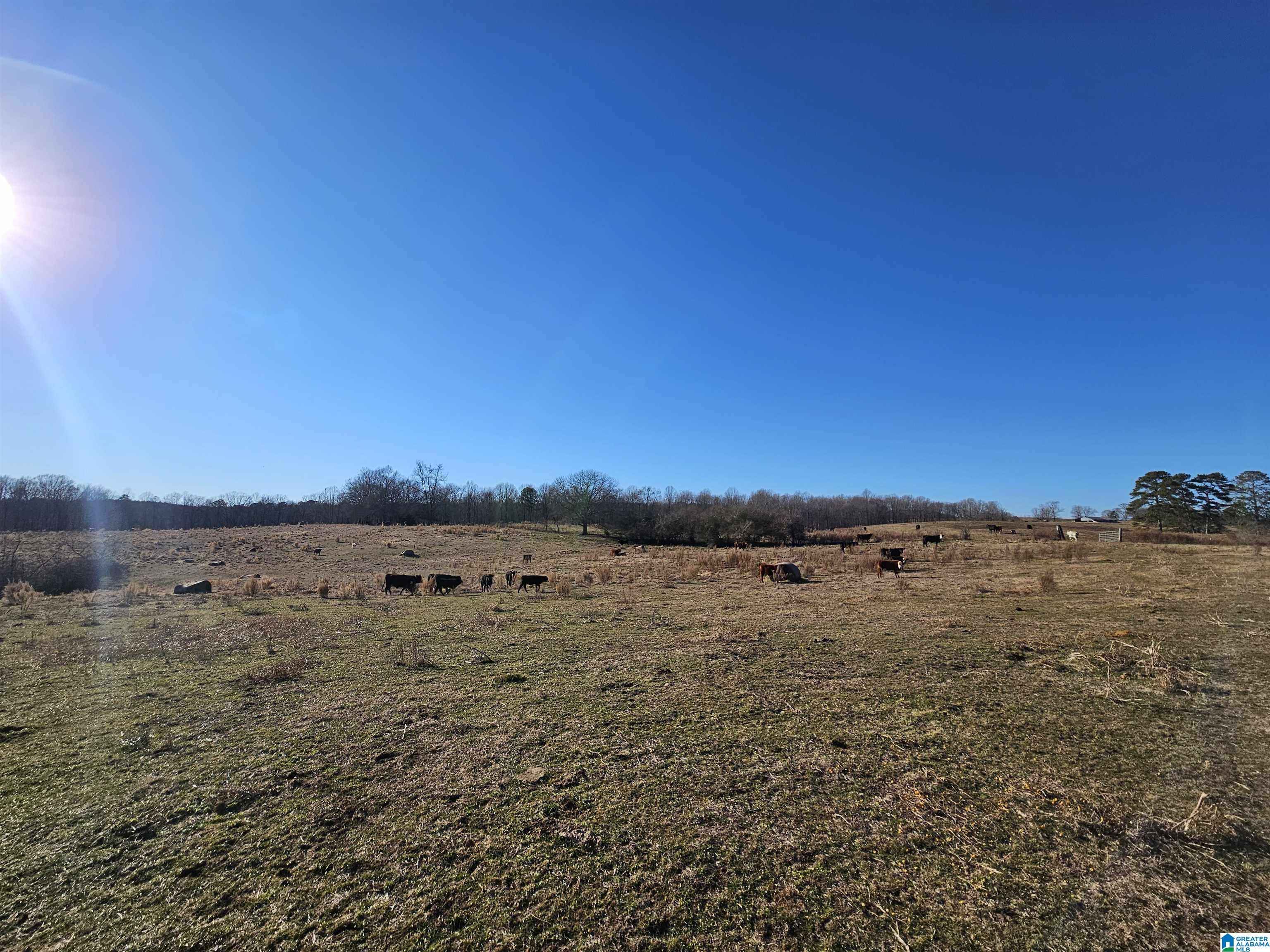 682 County Road 832 Logan, AL 35098 - Photo 4 of 48