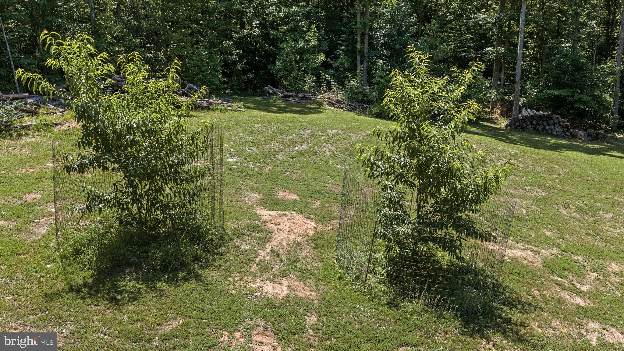 621 Ridgemont Drive Louisa, VA 23093 - Photo 64 of 81 Rear Yard Fruit Trees