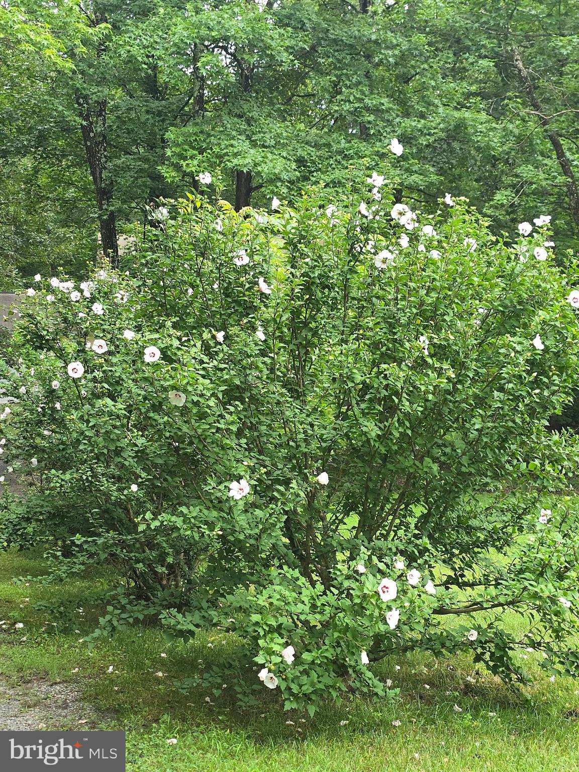 3605 Burton Road Bumpass, VA 23024 - Photo 41 of 44 a view of a lush green forest