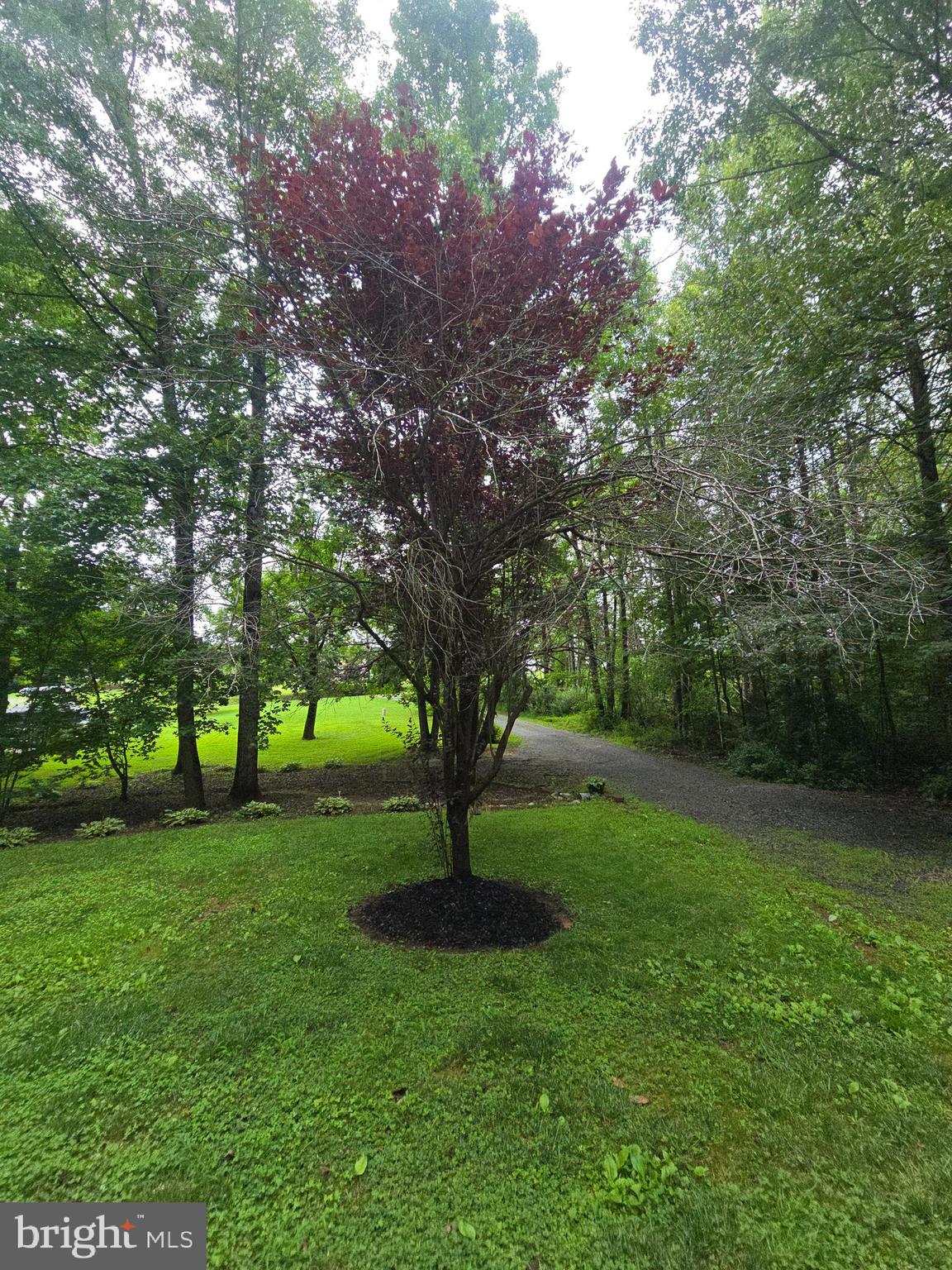 3605 Burton Road Bumpass, VA 23024 - Photo 43 of 44 a view of a garden with trees
