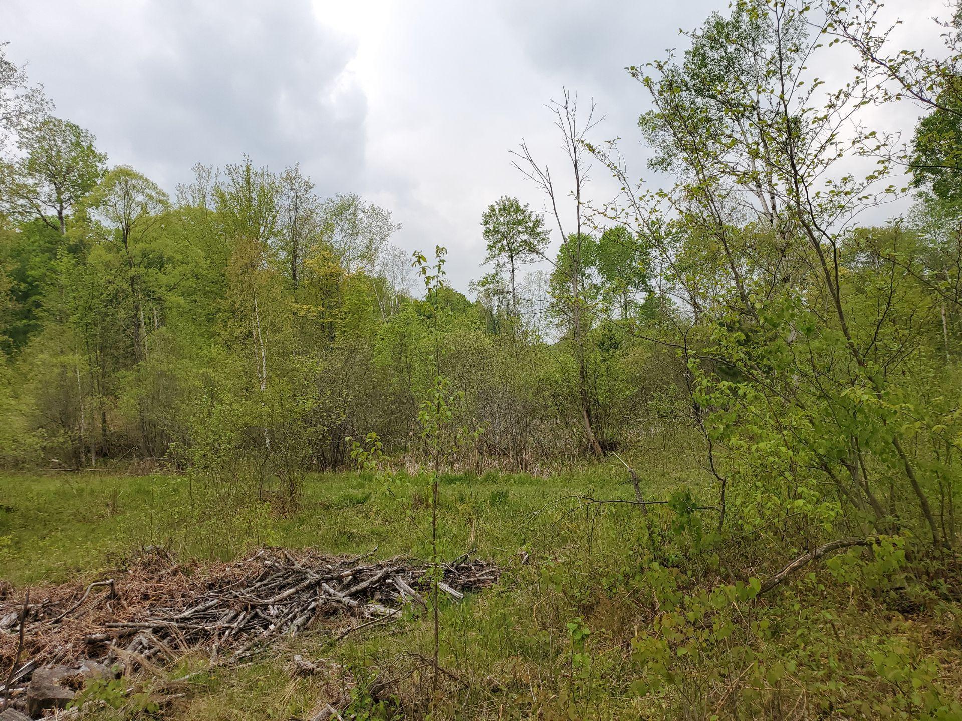 0 Litzen Road Copemish, MI 49625 - Photo 10 of 25 1911453-10.JPG