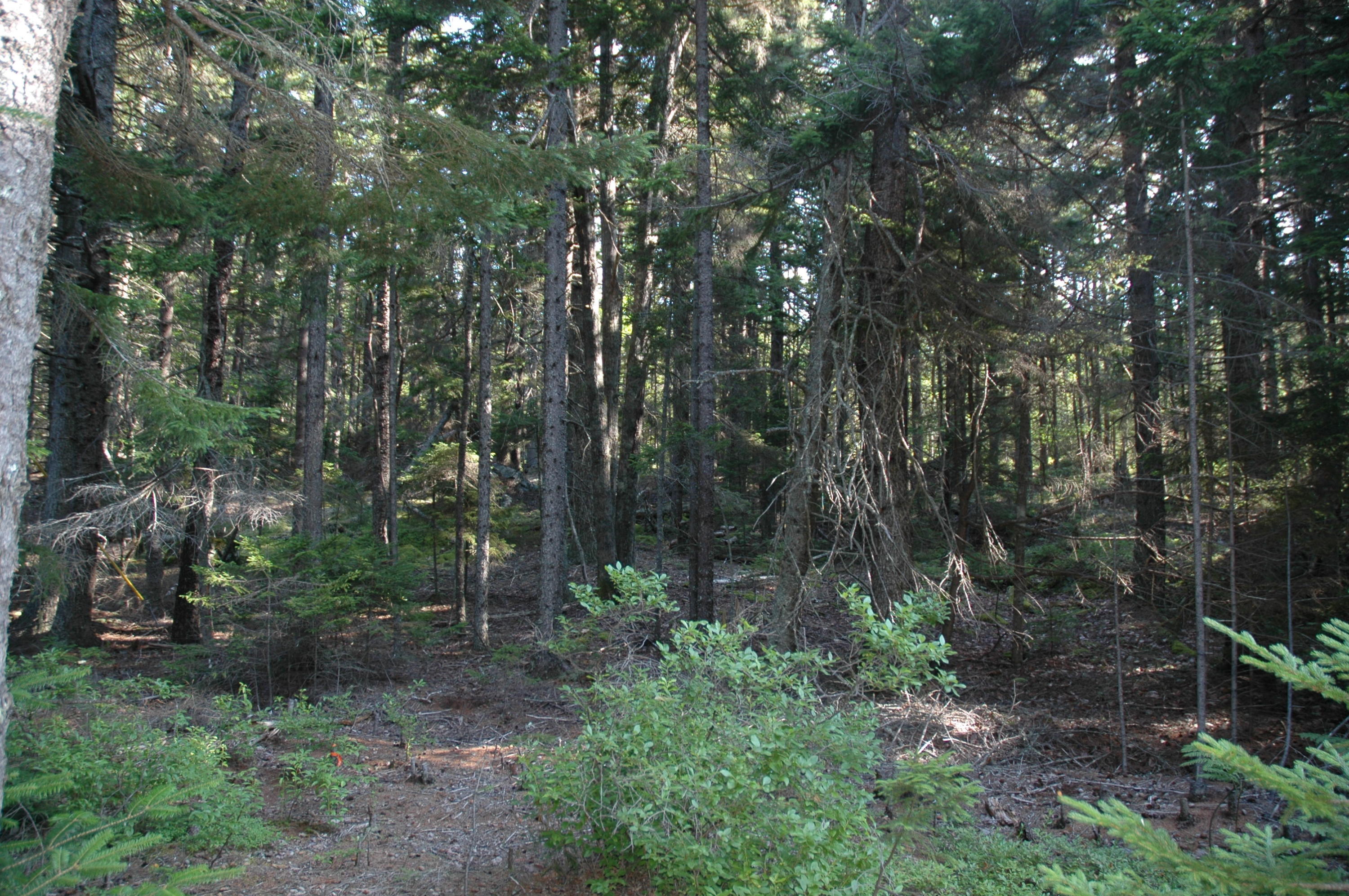 0 Harding Road Cranberry Isles, ME 04625 - Photo 6 of 7 woods