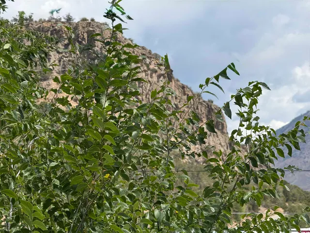 a closeup of a plant