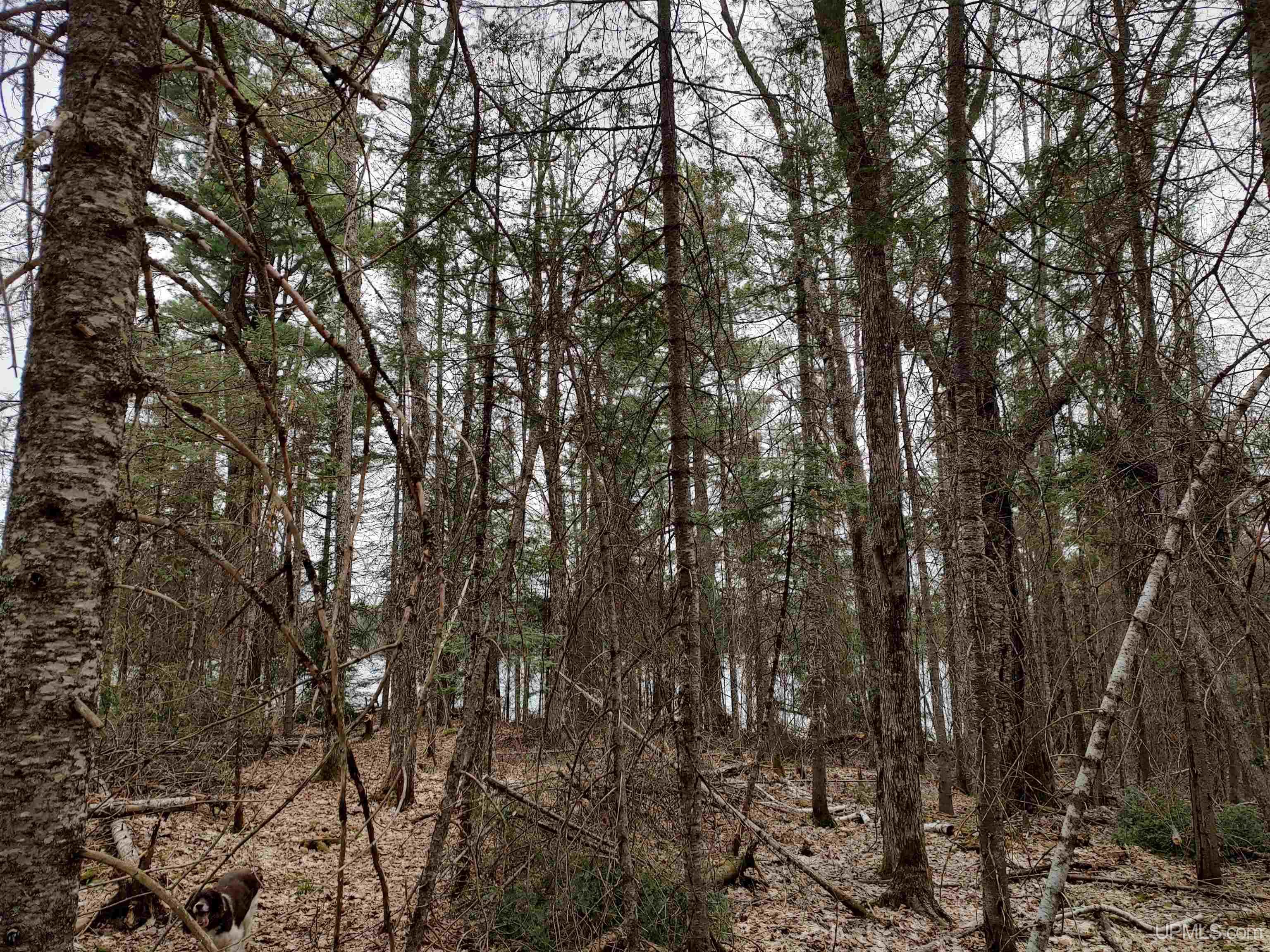 10 Fence Lake Road Michigamme, MI 49861 - Photo 14 of 42