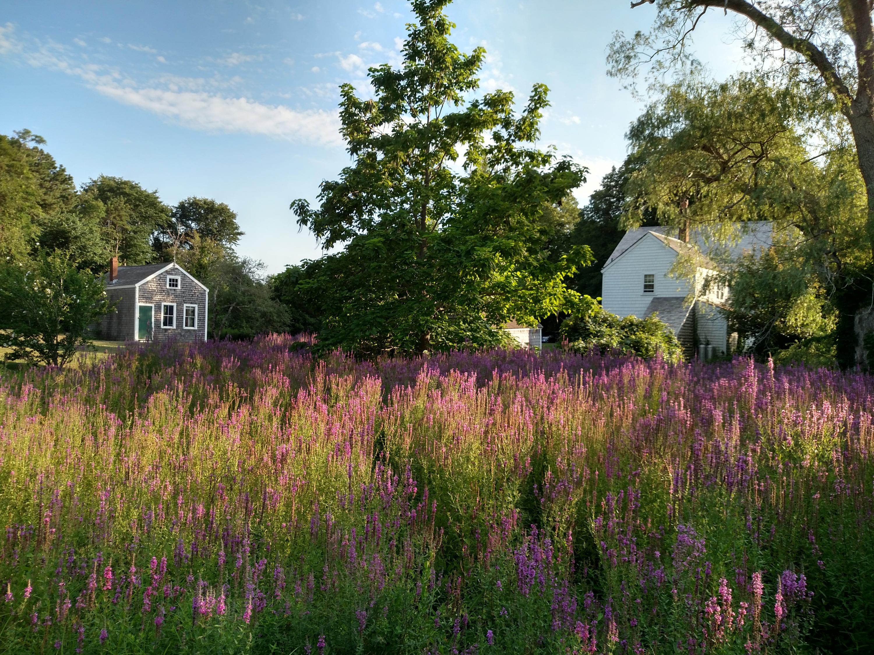 a swimming pool with trees in the background