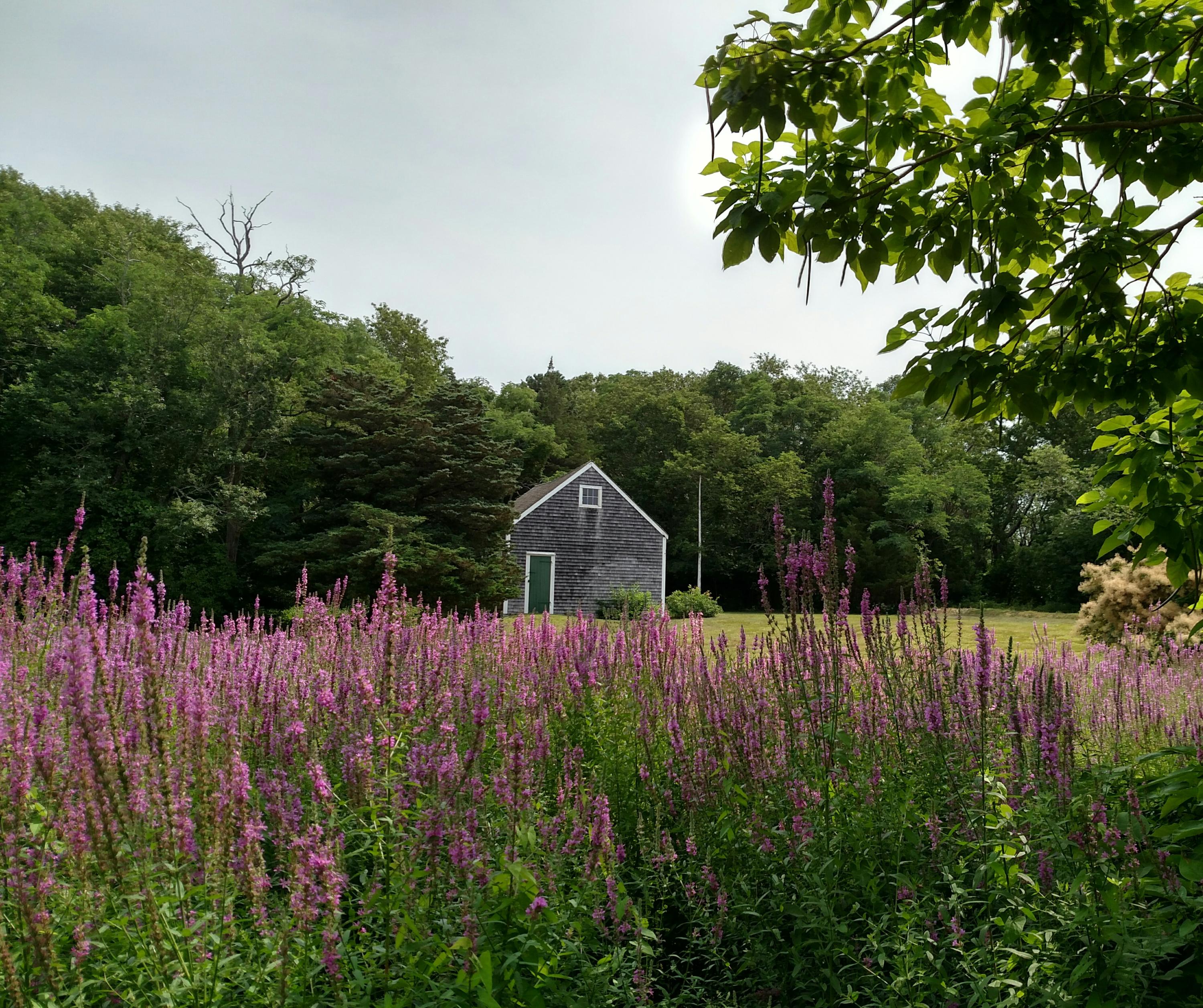 105 Spring Hill Road East Sandwich, MA 02537 - Photo 20 of 33 a view of a backyard with large trees and plants