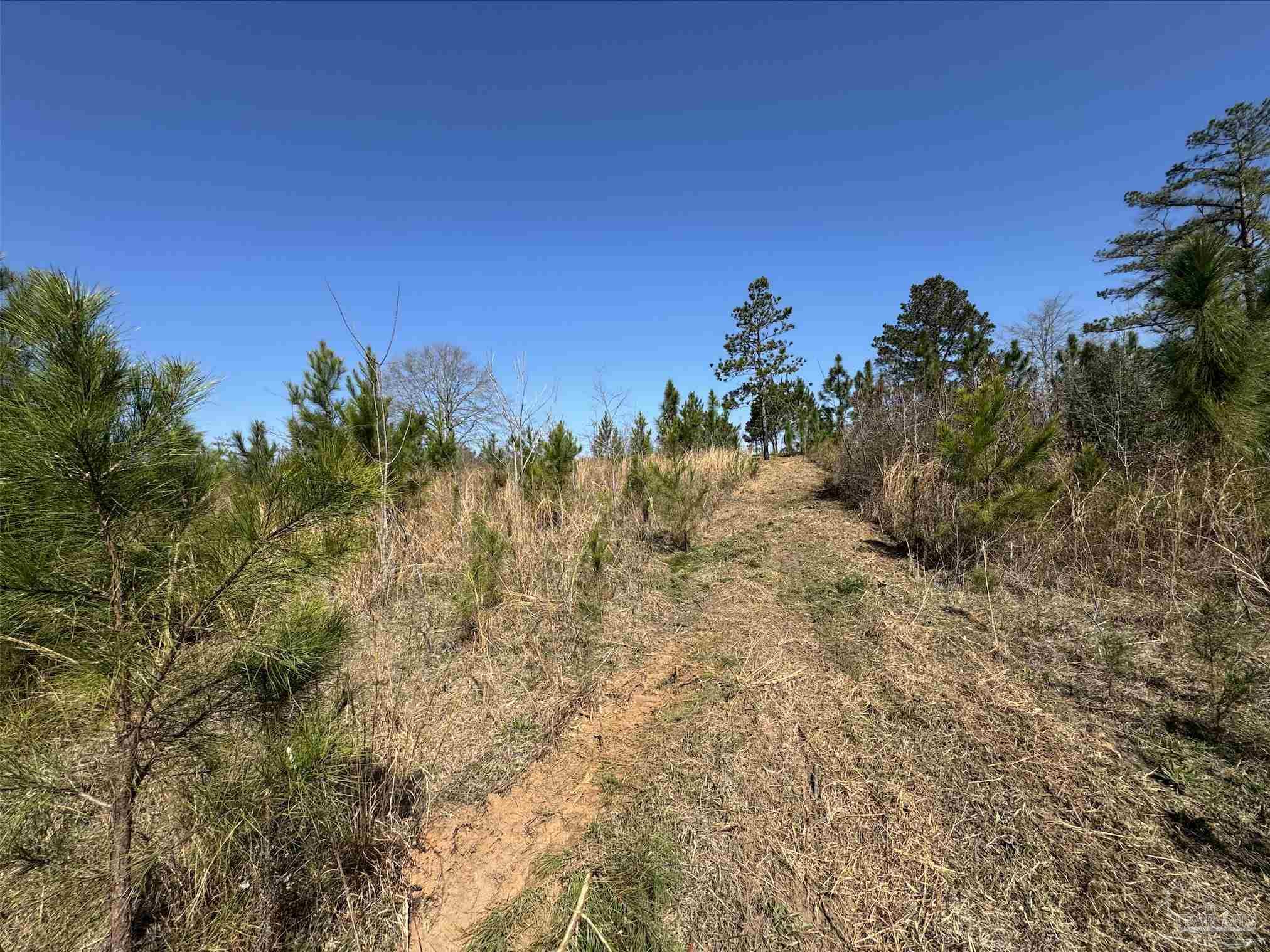 Lot 2 Will Jones Road Jay, FL 32565 - Photo 1 of 5 a view of a yard