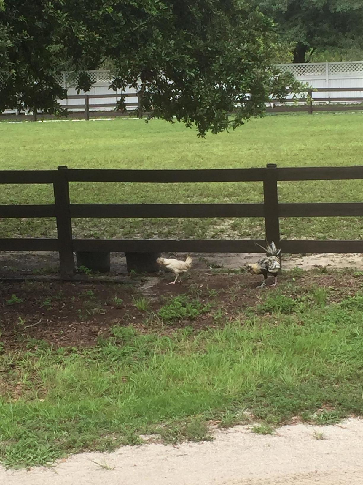 2141 B Road Loxahatchee, FL 33470 - Photo 13 of 21 chickens