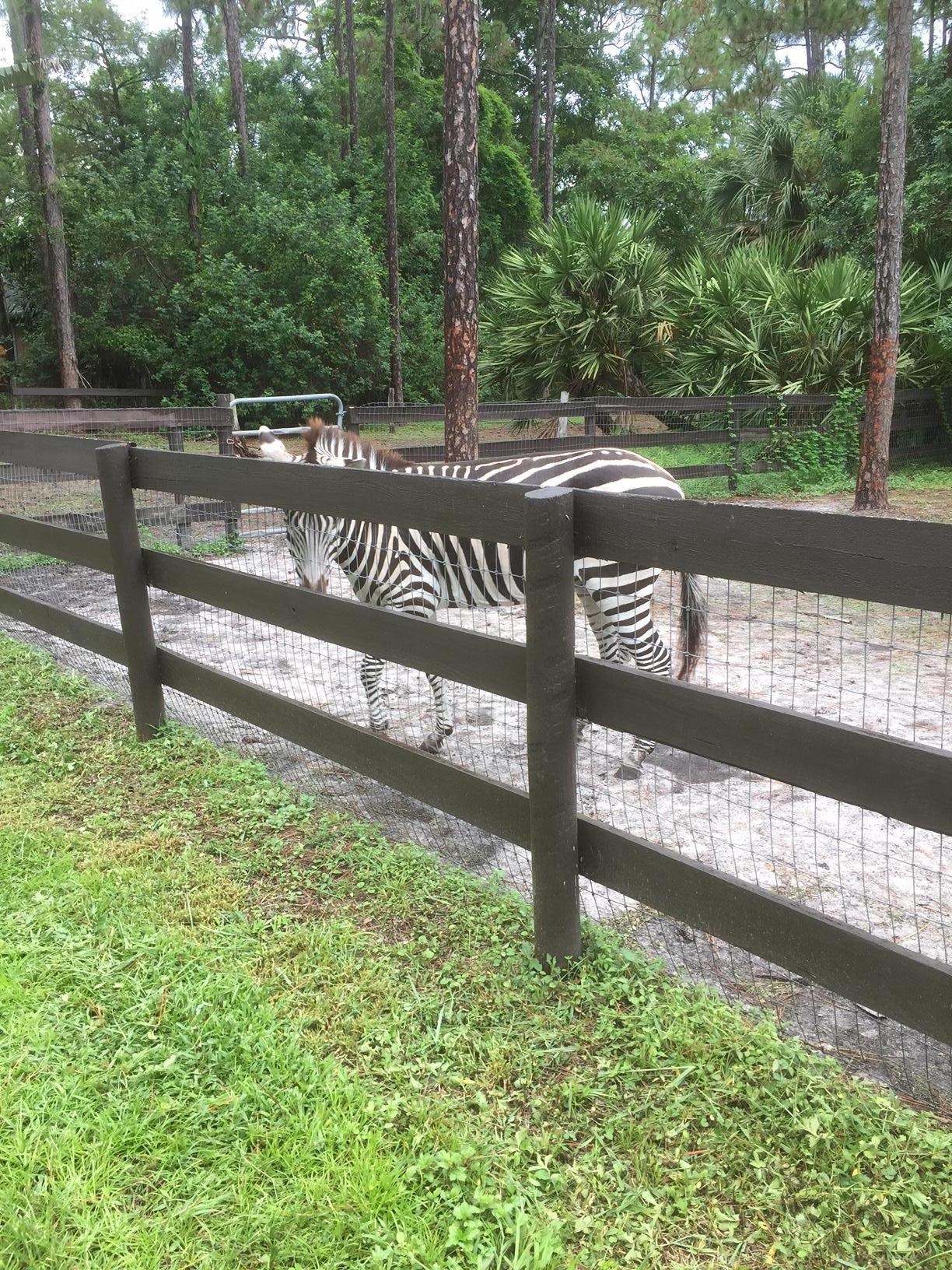 2141 B Road Loxahatchee, FL 33470 - Photo 14 of 21 yes, there is a zebra