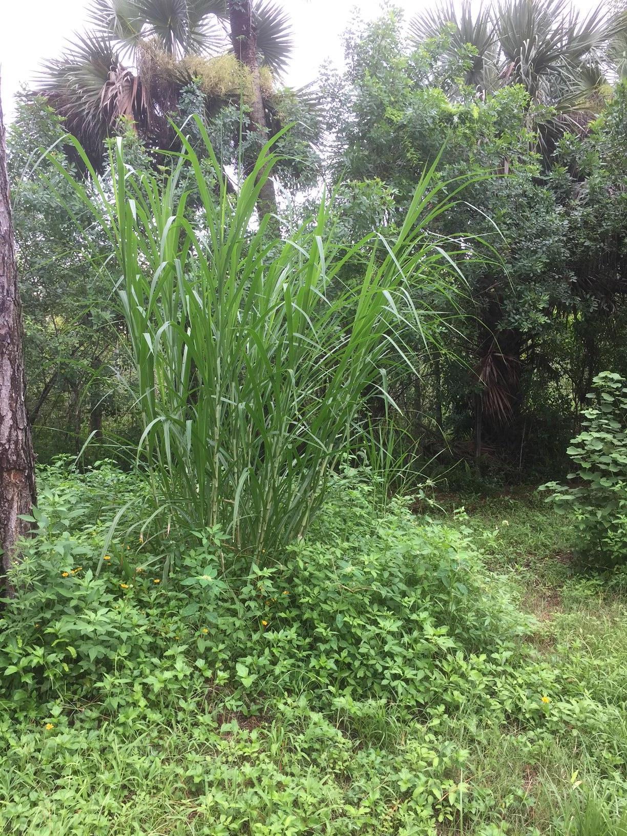 2141 B Road Loxahatchee, FL 33470 - Photo 16 of 21 trails