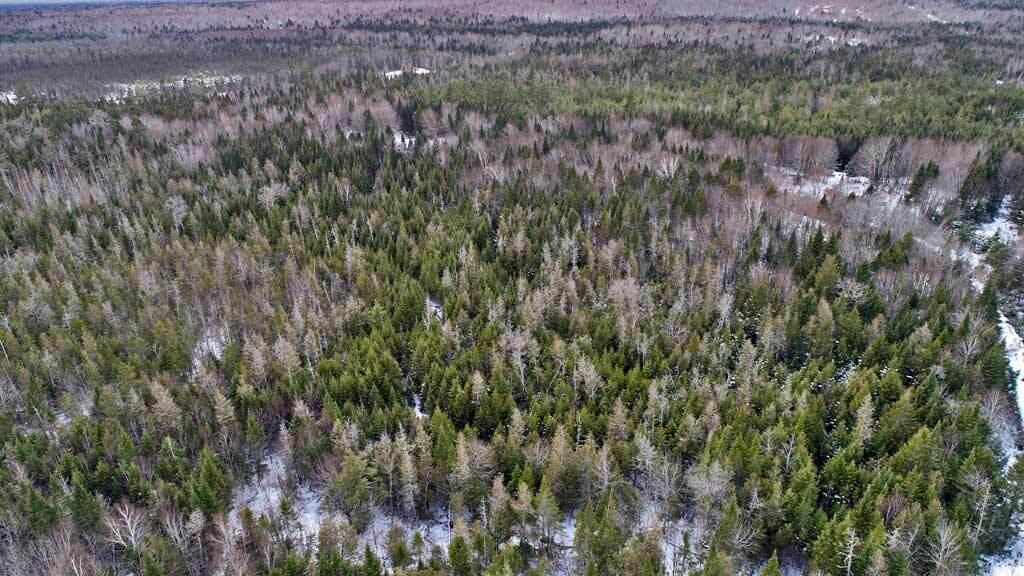 Lot 17 Fire Road Linneus, ME 04730 - Photo 7 of 14 land-forest-timber-woods