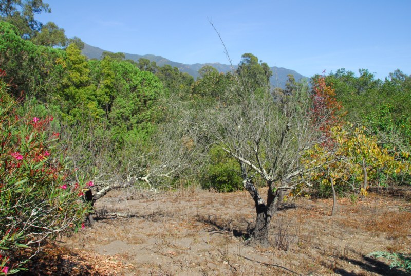 3155 Eucalyptus Hill Road Montecito, CA 93108 - Photo 10 of 10 a view of a tree in a yard