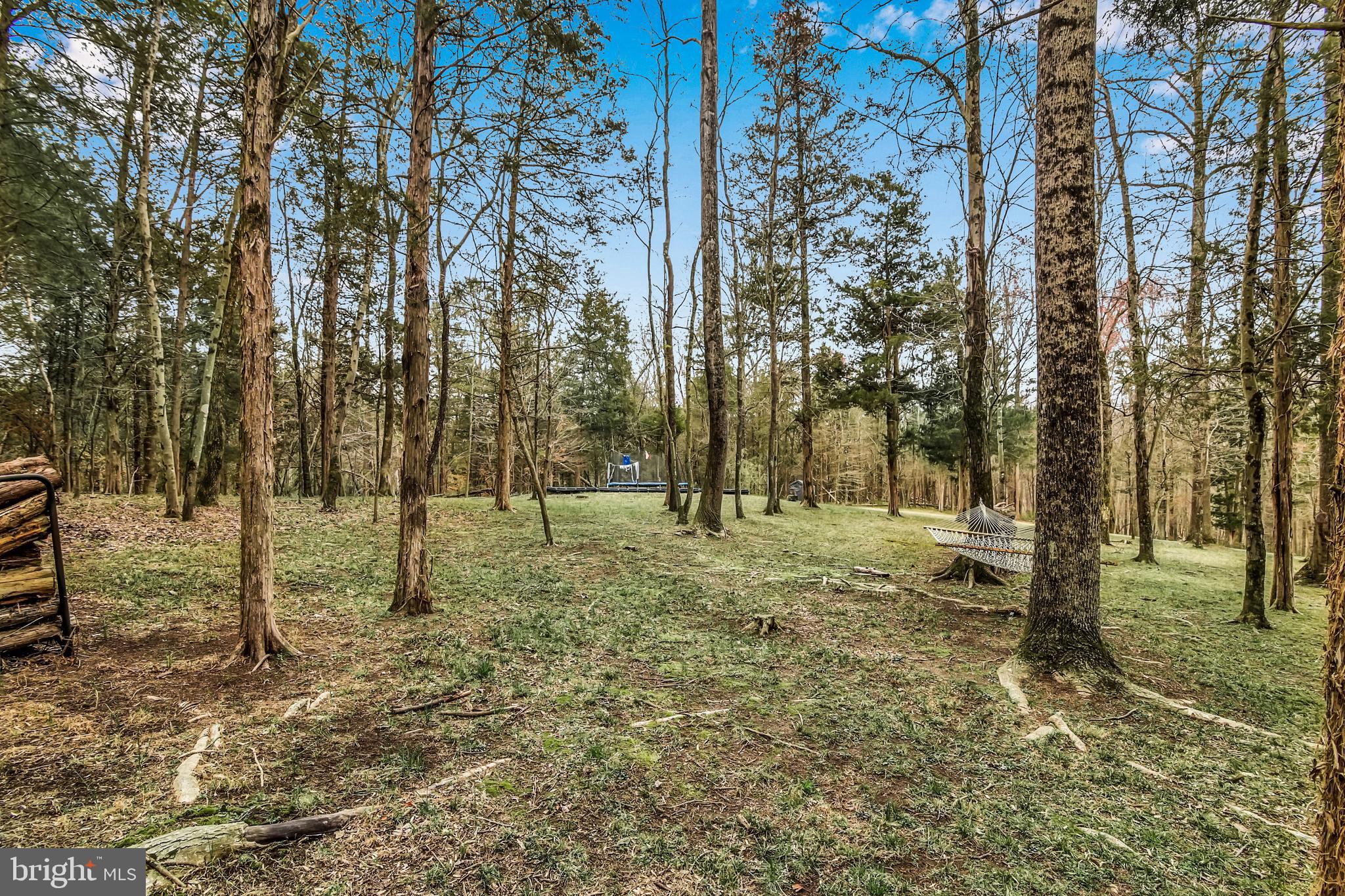 15321 Riding Club Drive Haymarket, VA 20169 - Photo 79 of 98 Arborist maintained lot