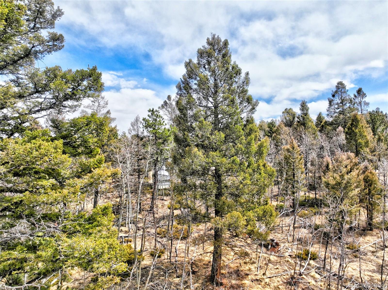 246 Elk View Road Florissant, CO 80816 - Photo 4 of 10 Gallery Image 4