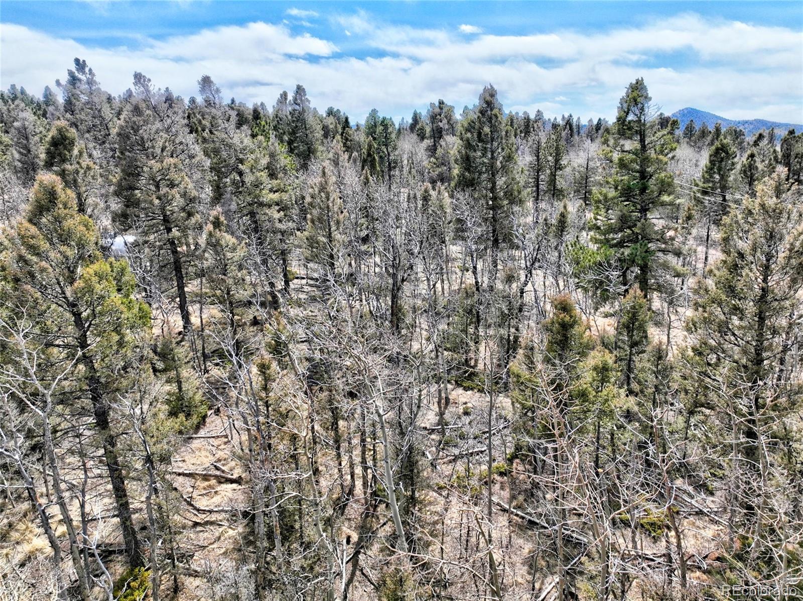 246 Elk View Road Florissant, CO 80816 - Photo 6 of 10 Gallery Image 6