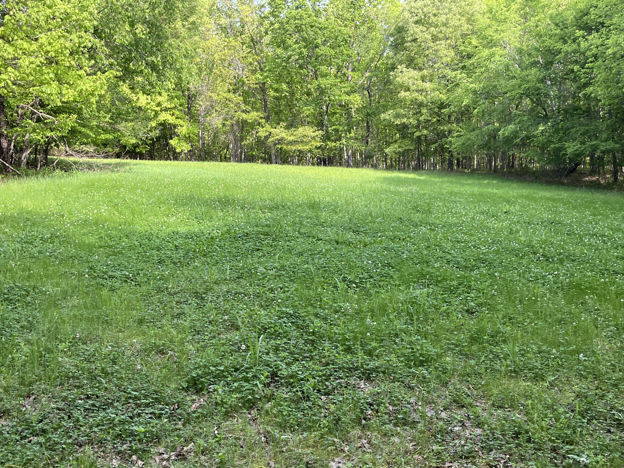 0 Johnson Road Lutts, TN 38471 - Photo 46 of 68 Gallery Image 46
