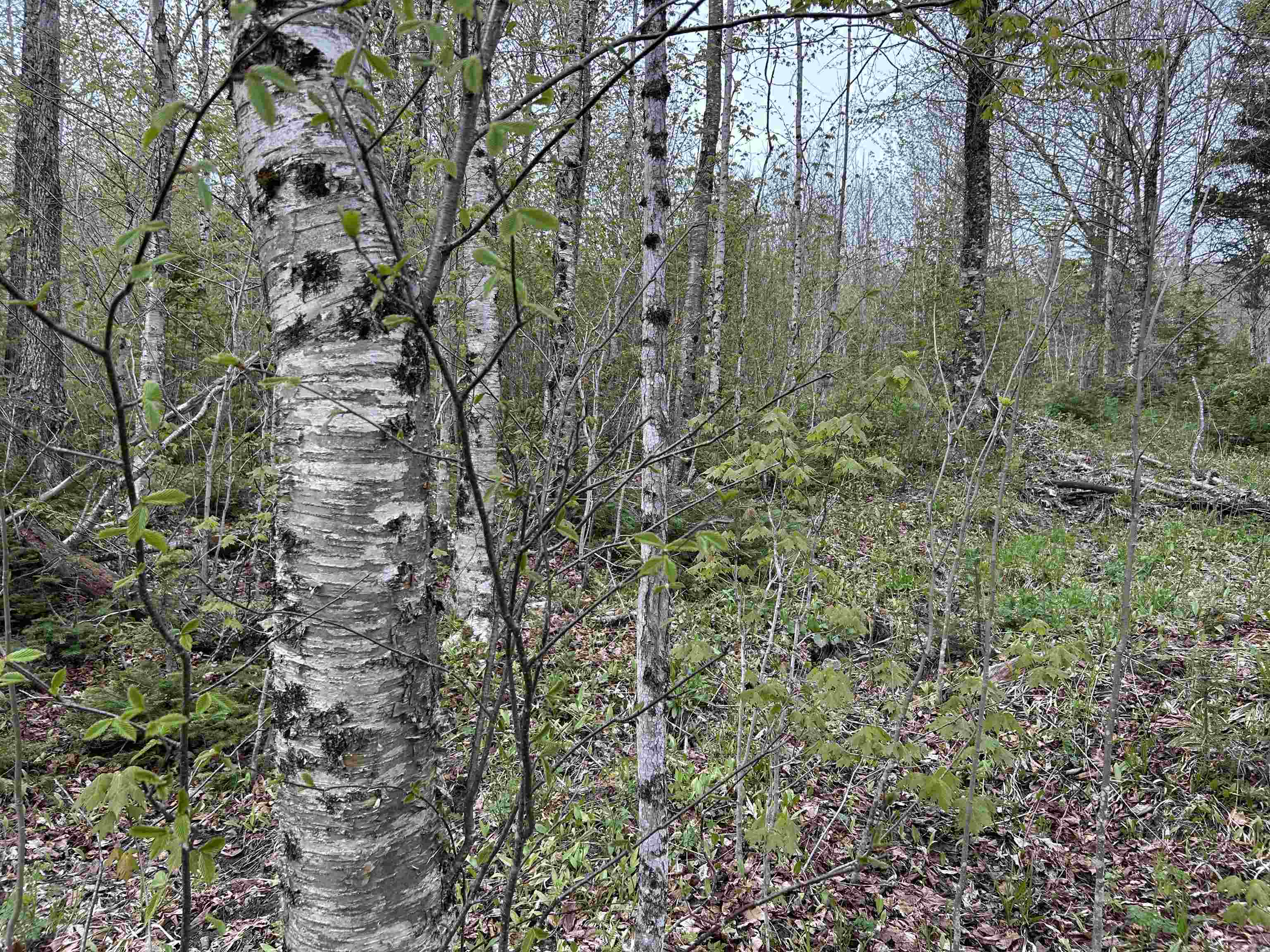 Mapb2-lot16 Dead Water Road Stewartstown, NH 03576 - Photo 19 of 31