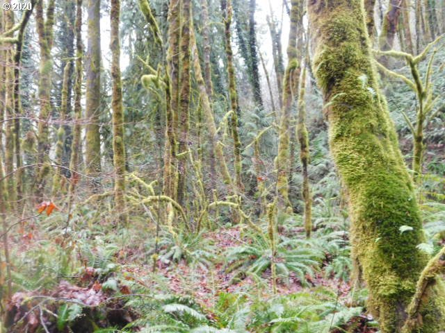 Reid Road Scappoose, OR 97056 - Photo 11 of 11 a close up of a plant