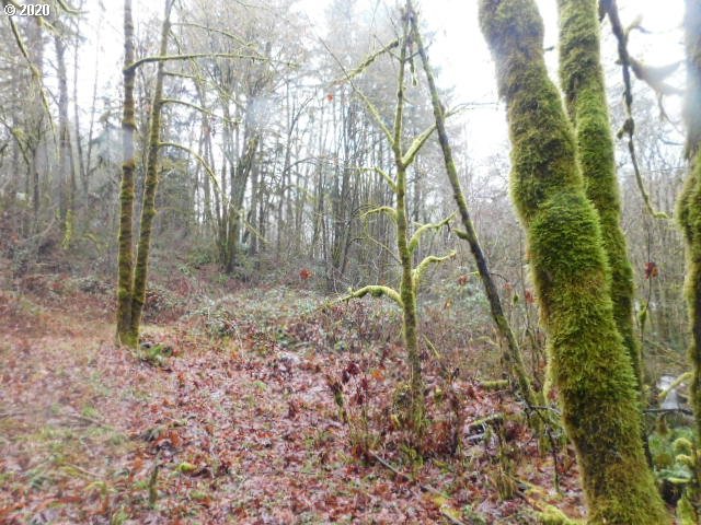Reid Road Scappoose, OR 97056 - Photo 4 of 11 a backyard of a house with lots of green space