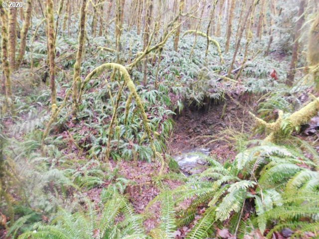 Reid Road Scappoose, OR 97056 - Photo 8 of 11 a backyard of a house with lots of green space