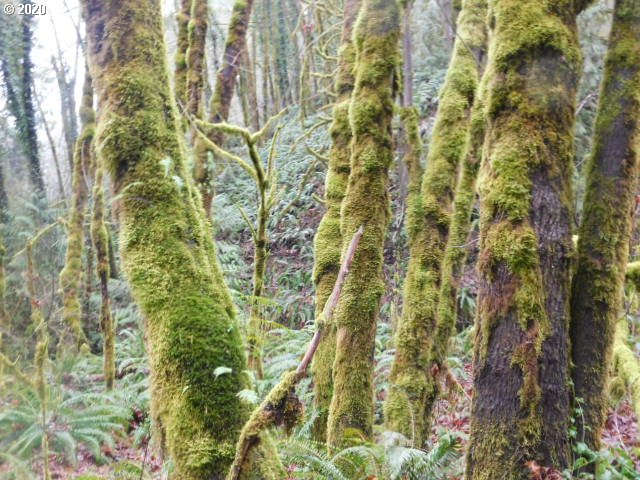 Reid Road Scappoose, OR 97056 - Photo 9 of 11 a close up of a plant