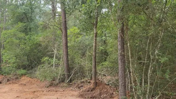 a view of a forest that has large trees