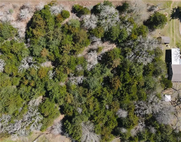 a view of a forest with a tree