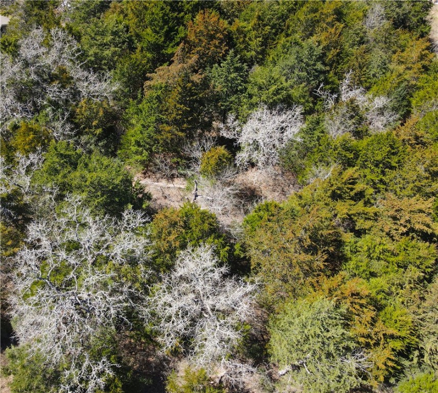 1005 Wild Berry Road Somerville, TX 77879 - Photo 7 of 7 a view of a forest with lots of trees