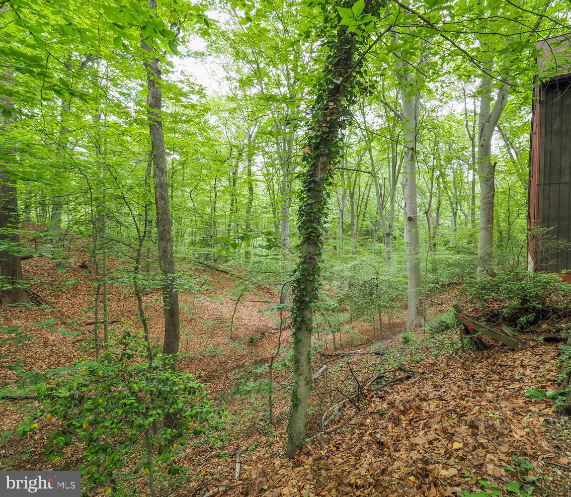 524 Ridge Road Annapolis, MD 21401 - Photo 26 of 58 a view of a forest with trees