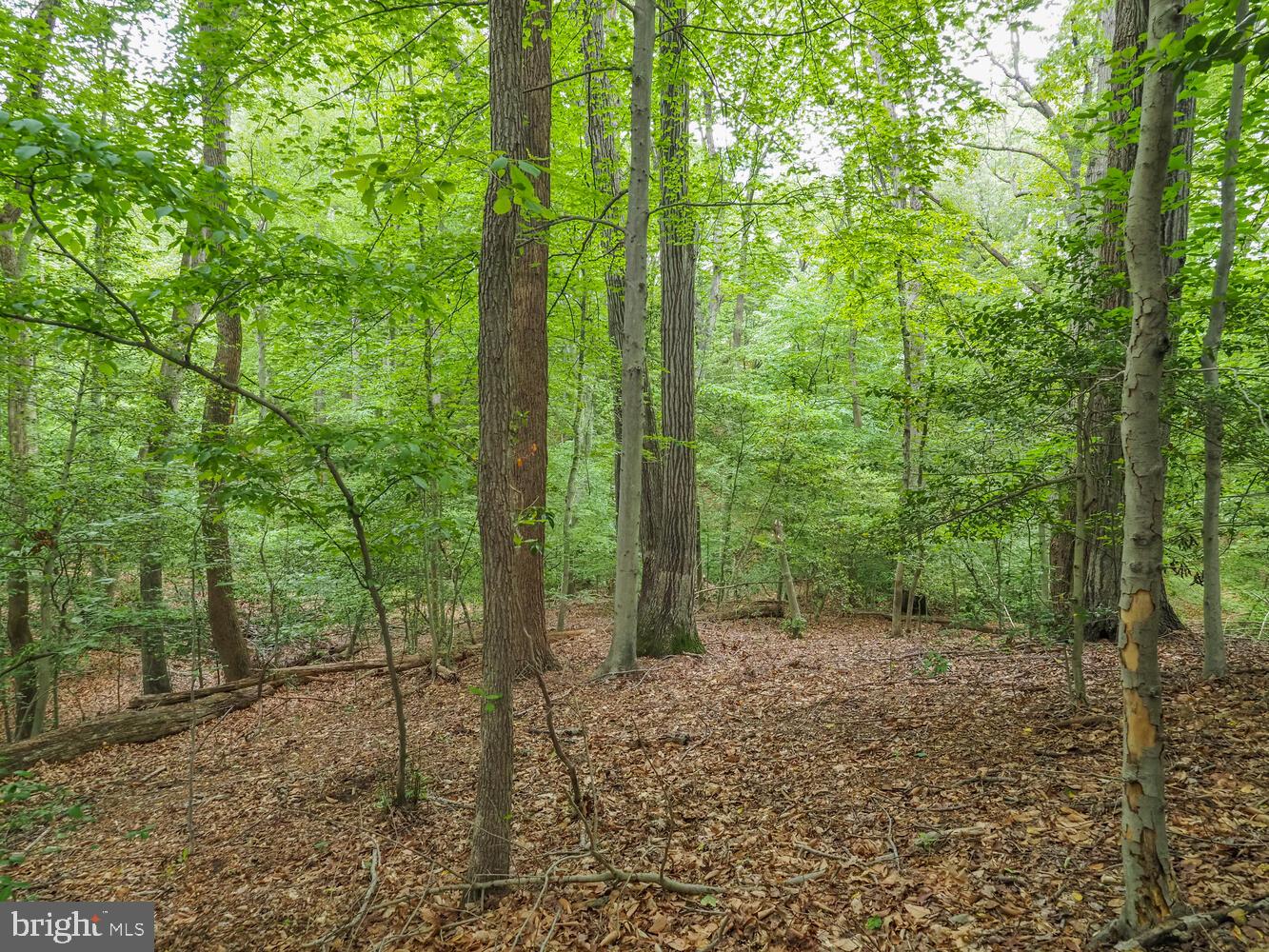 524 Ridge Road Annapolis, MD 21401 - Photo 27 of 58 a view of a forest with trees